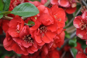 Blüte