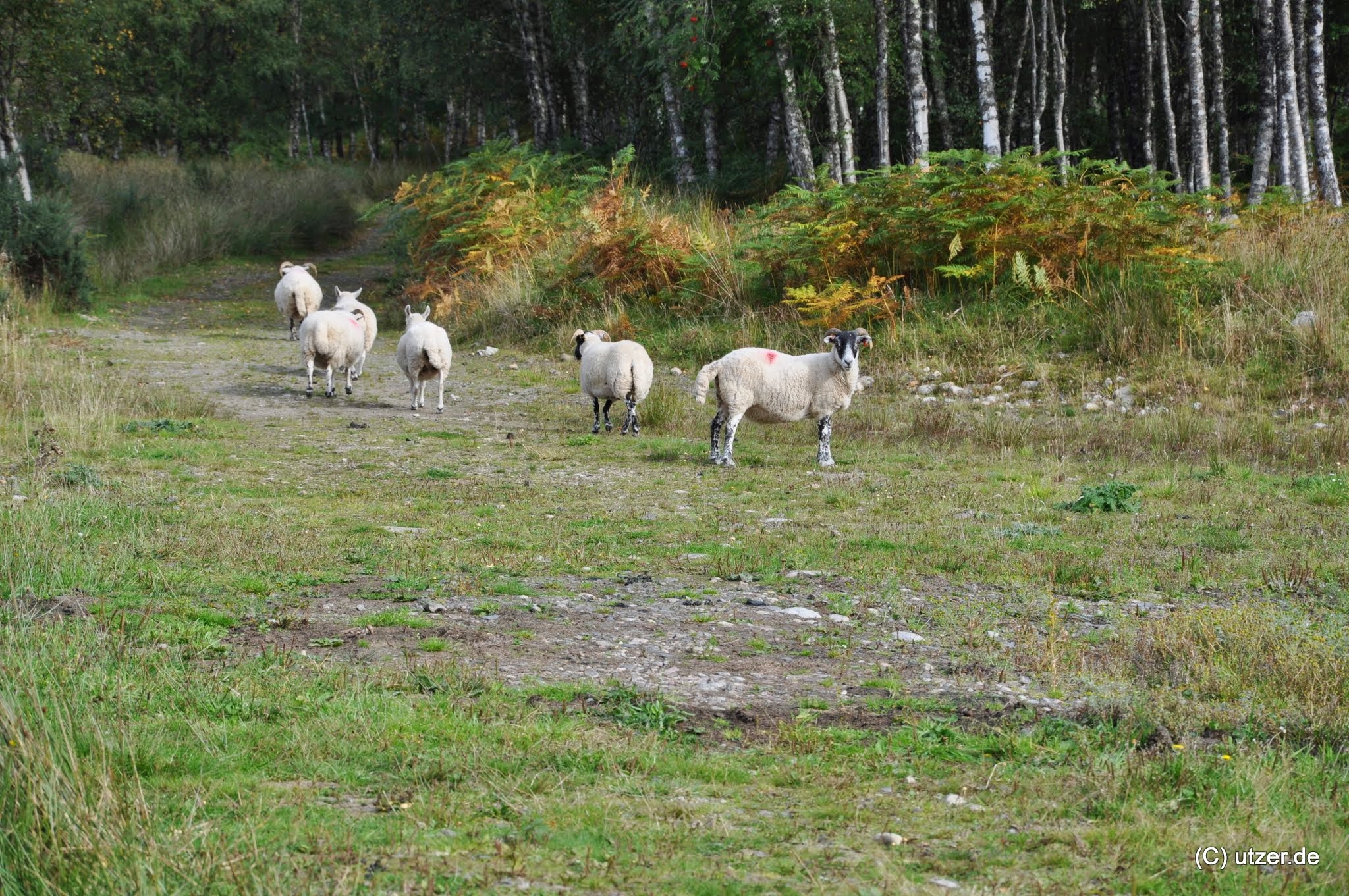 Schafe die vor uns flüchten, wir haben übrigens keinen Zaun oder dergleichen gefunden, die Schafe können also auch ins Dorf, sind dafür aber viel scheu.