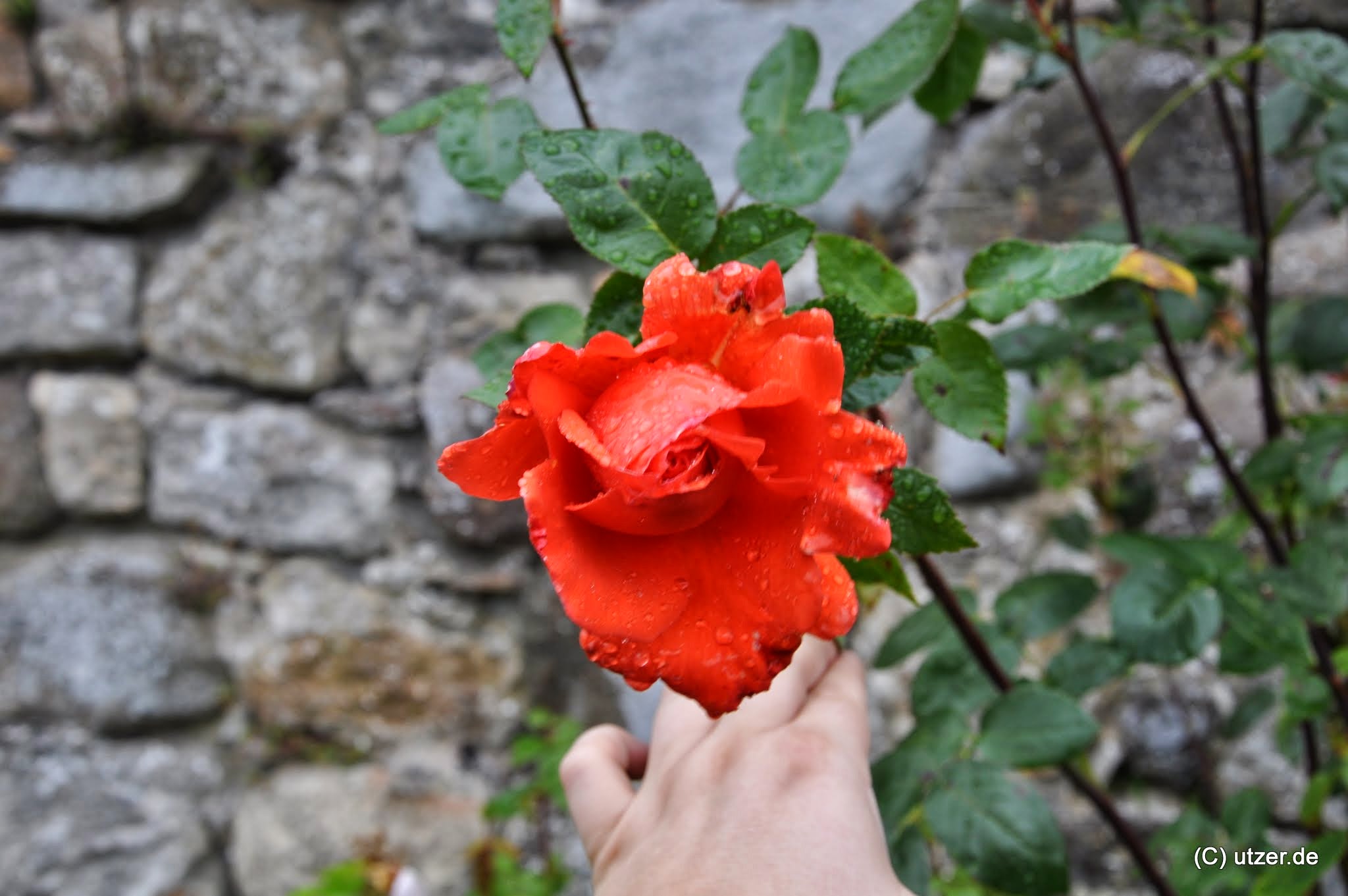 Eine Rose im Schlossgarten