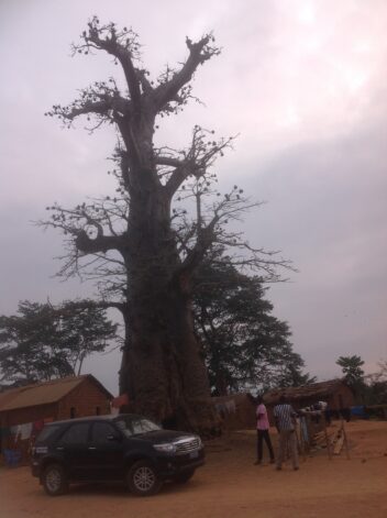 Baum