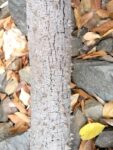 Holz mit Dornen