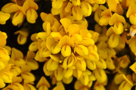 Gelbe Blüten des Stechginster (engl. Ulex)