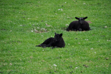 Schwarze Lämmer