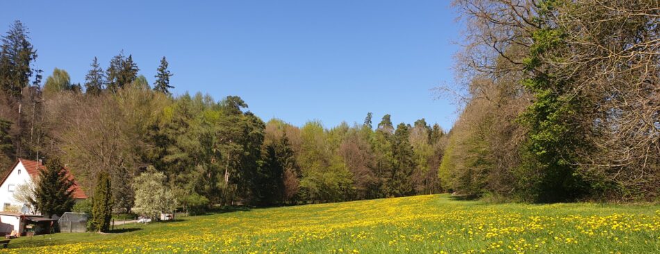 Löwenzahnwiese