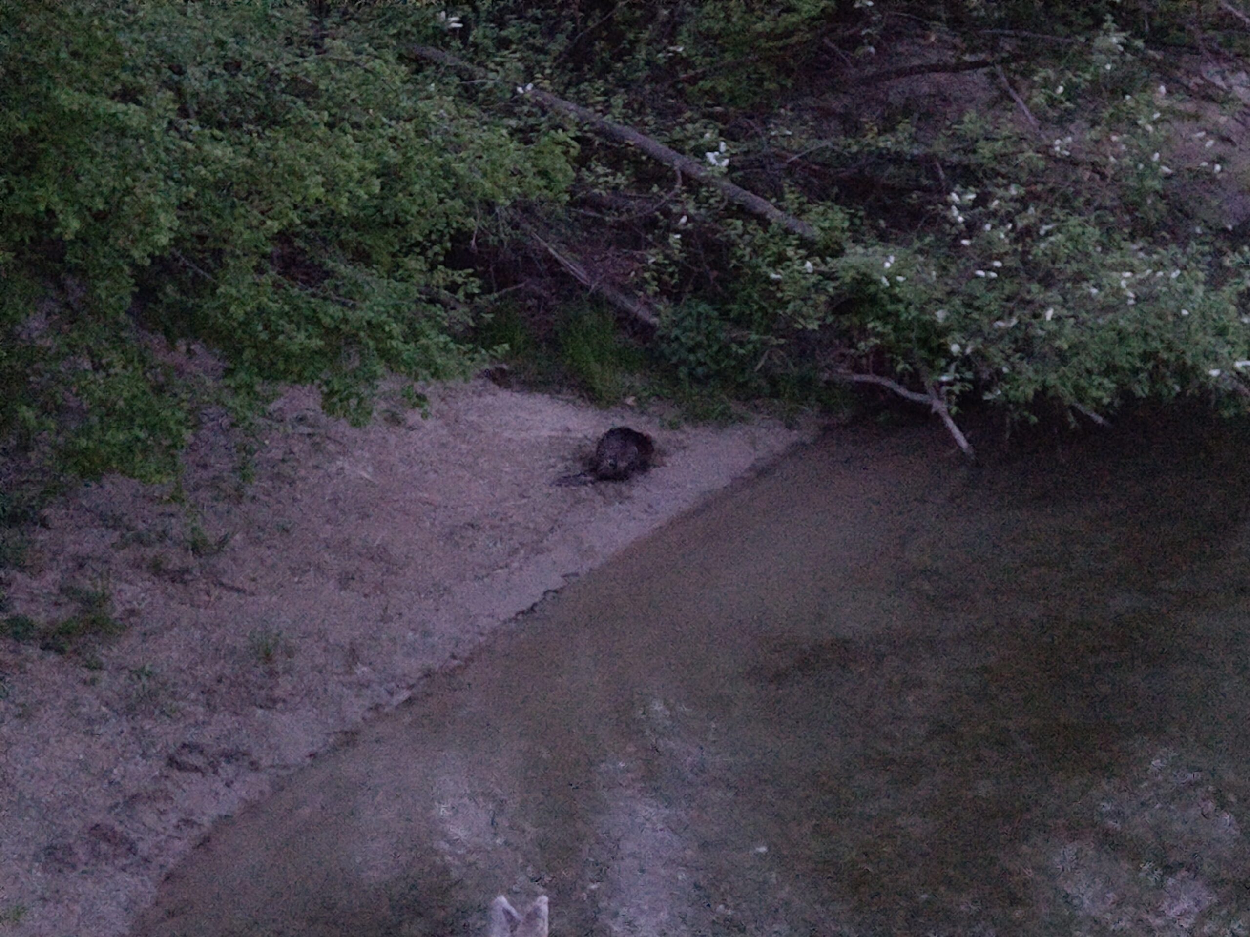 Biber an der Aare kurz nach Sonnenuntergang