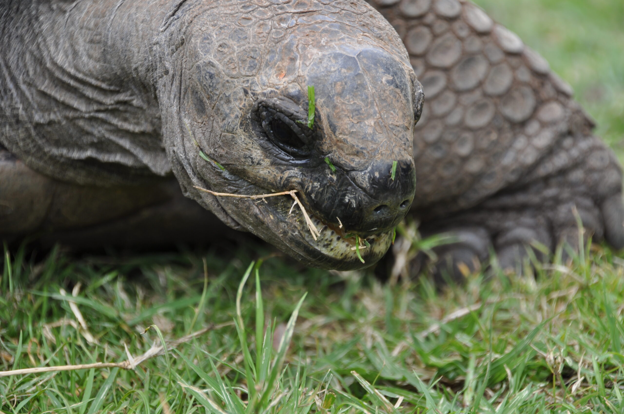 Schildkröte im Safaripark beim Fressen