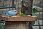 Vögel beim fressen