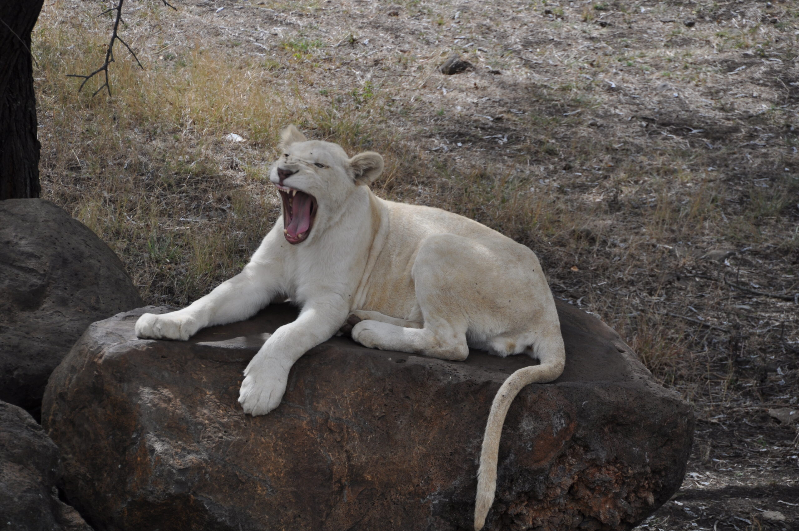 Löwin im Safaripark