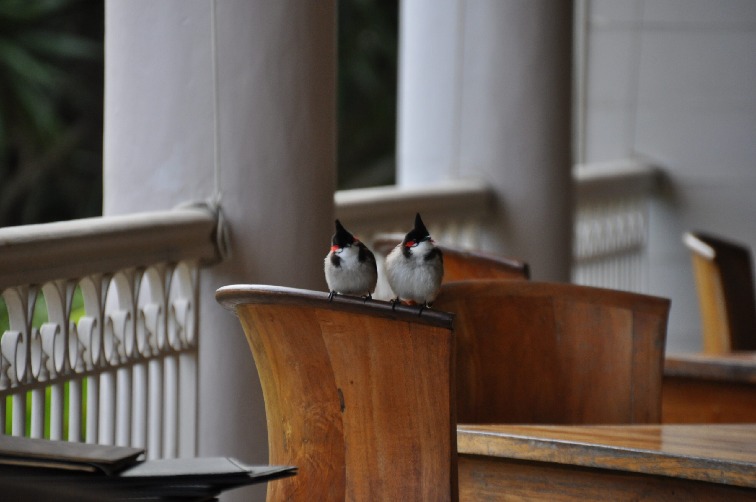 Vögel warten auf Krümel vom Essen