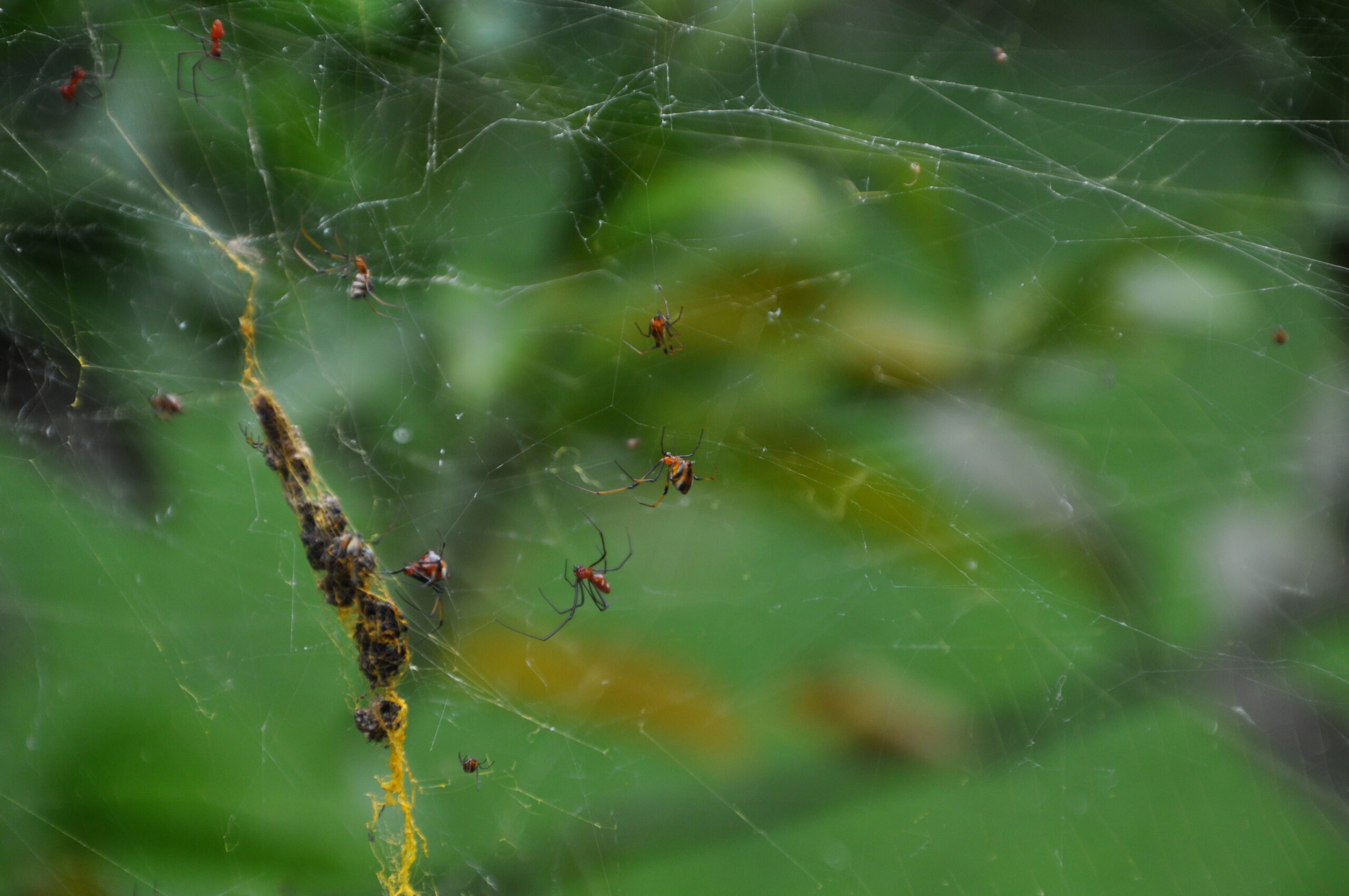 Kleine Spinnen im Netz