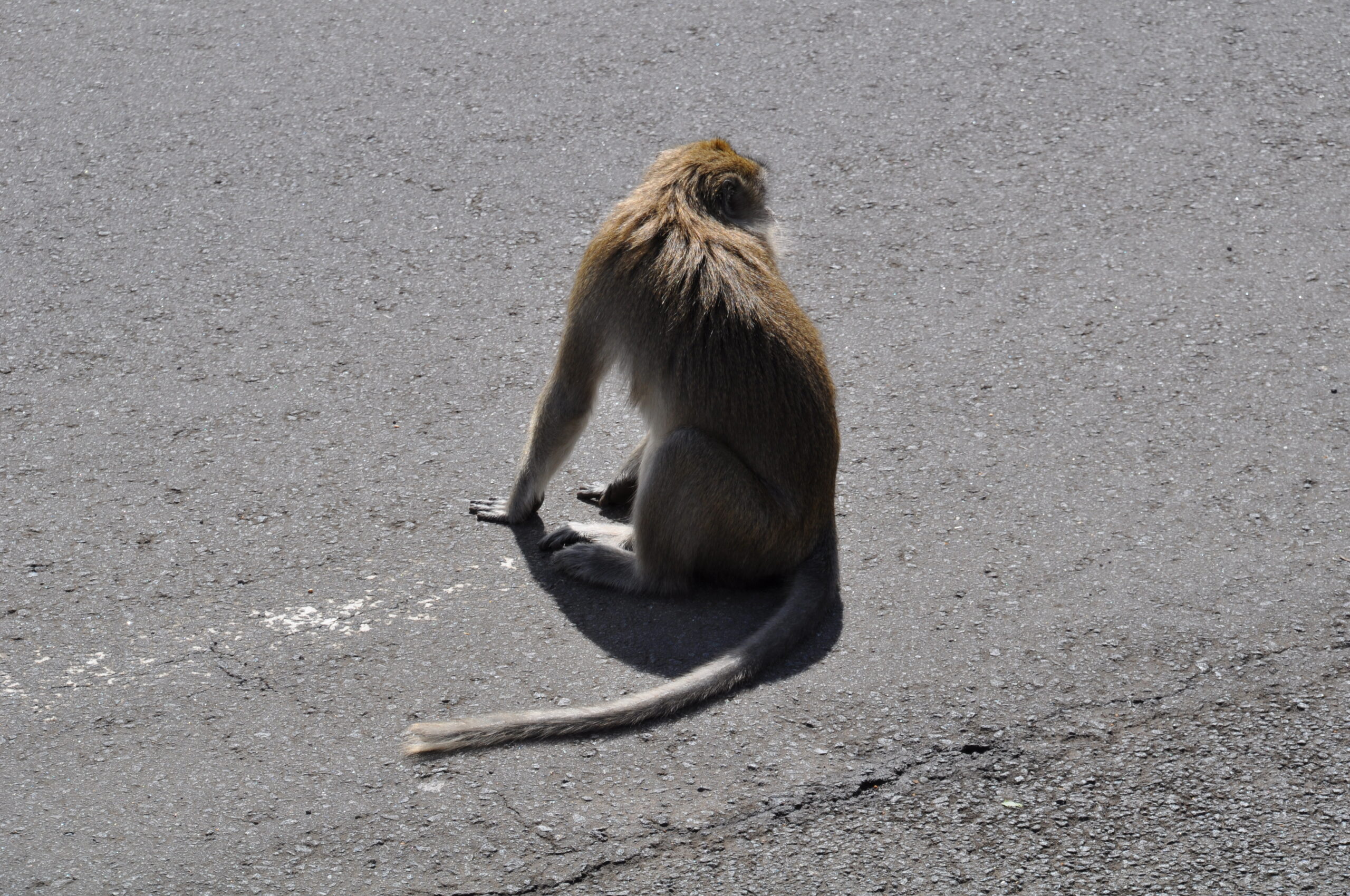 Affe auf der Strasse