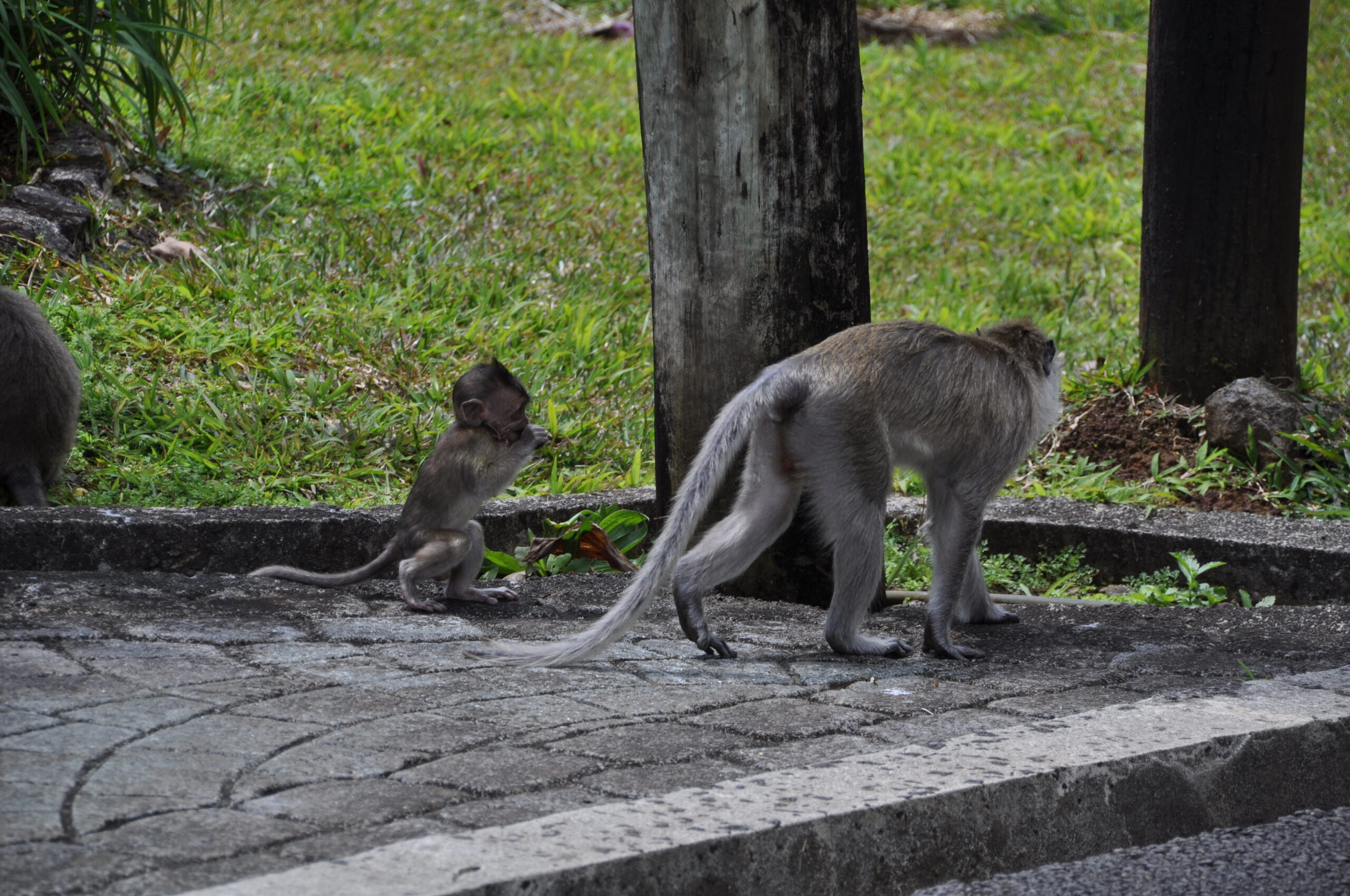 Affenbaby mit Mutter bei Ganga Talao