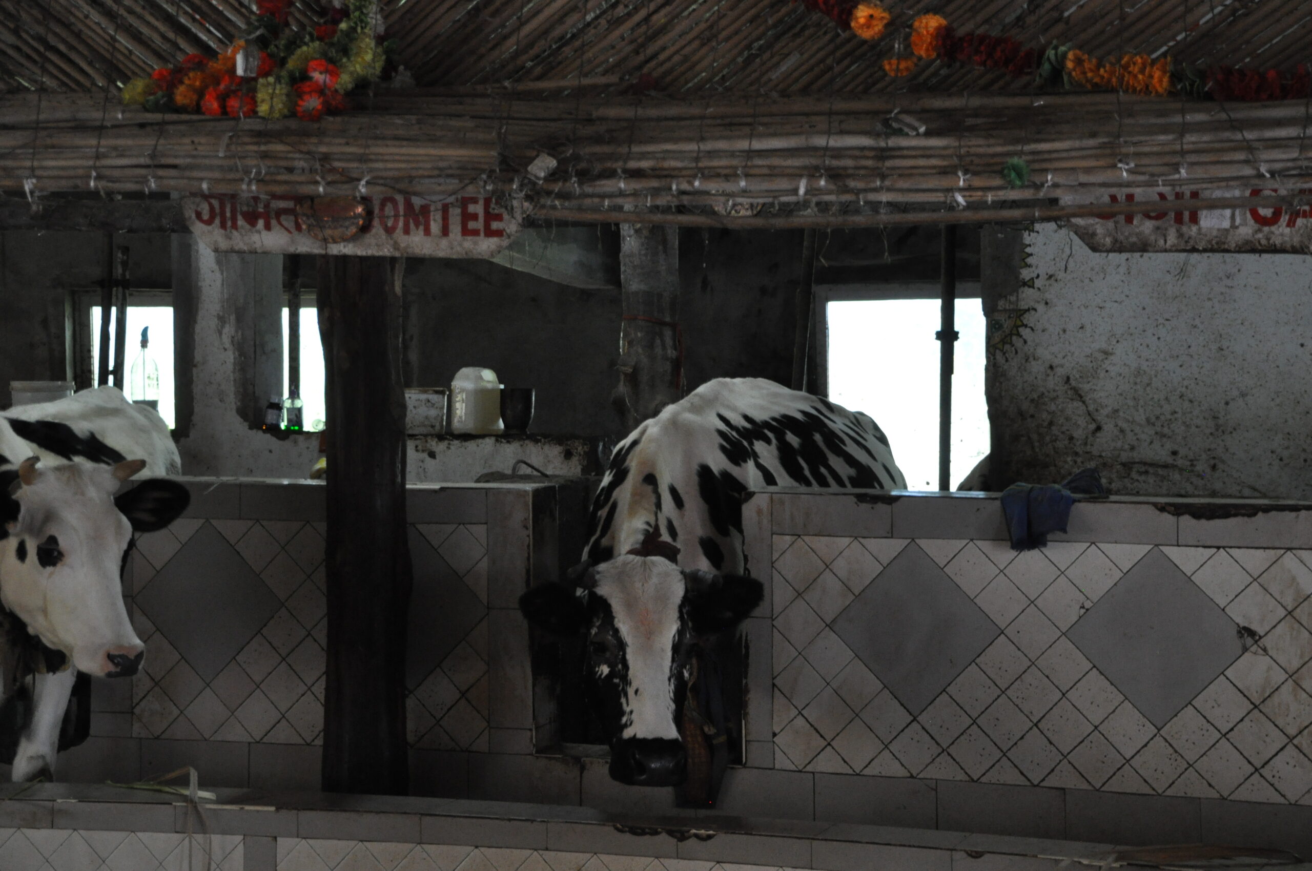 Kühe in einem der Tempel
