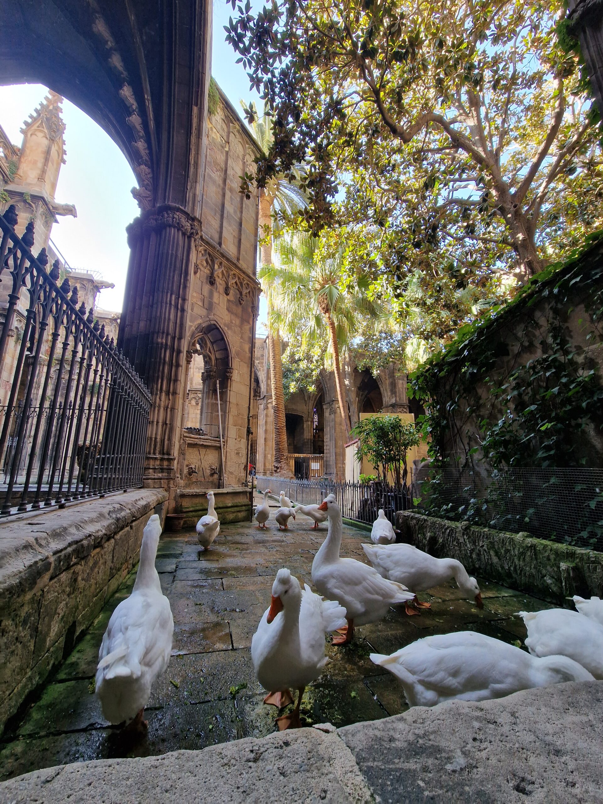 In der Kathedrale von Barcelona gibt es einen Innenhof mit Gänsen