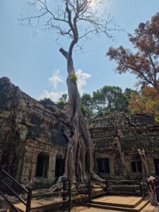 Baum im Ta Prohm Tempel