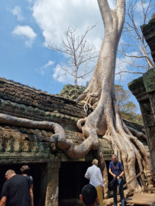Baum im Ta Prohm Tempel