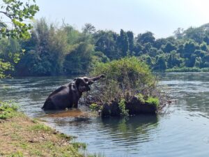 Besuch in Elephant World Kanchanaburi
