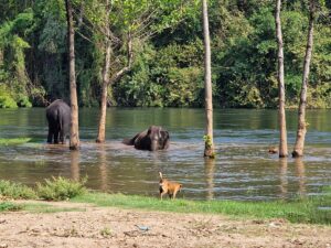 Elefanten am baden