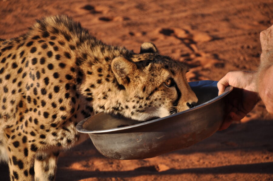 Gepard bei der Fütterung