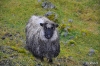 Schaf an der Straße