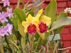 Cattlaya Orchidee