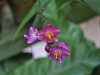 Dendrobie Orchidee