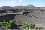 Lanzarote - La Geria - Weinanbau