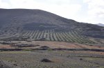 Lanzarote - La Geria - Weinanbau