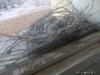 Auf meiner Fensterbank in Khartoum nistet ein Vogel