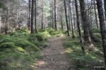 Der Waldwanderpfad