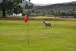 Jetzt sind wir nahe des Loch Ness, hier gibt es Schafe auf dem Golfplatz in Fort Augustus.