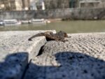 Eidechse auf einer Mauer am Tiber