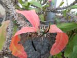 Eine Blume im Botanischen Garten Rom