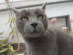 Eine Katze im Botanischen Garten Rom