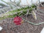 Frucht- oder Blütenstand im Botanischen Garten in Rom.