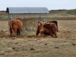 Rindviecher auf Langeoog