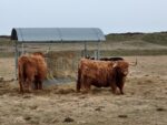 Rindviecher auf Langeoog 2