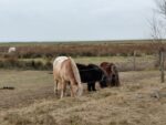 Pferde auf Langeoog, am Landschulheim der Bielefelder Osingschule