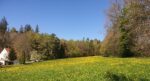 Löwenzahnwiese