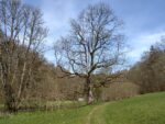 Knorriger Baum.