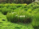 Schafe im höheren Gras