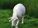 Geschorenes Schaf
