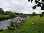 Schaf am Fluss