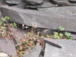 Spinne im Netz