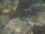 Fisch
