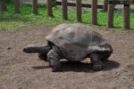Schildkröte bei den Siebenfarbigen Erden