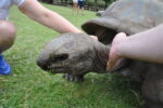 Schildkröte im Safaripark