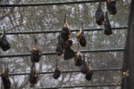 Flughunde im Safaripark