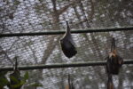Flughunde im Safaripark