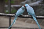 Vogel füttert anderen Vogel aus Kropf